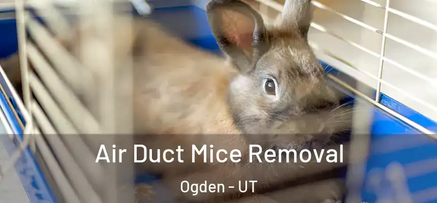 Air Duct Mice Removal Ogden - UT