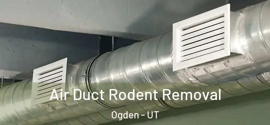 Air Duct Rodent Removal Ogden - UT