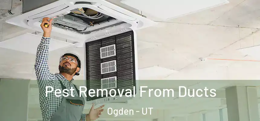 Pest Removal From Ducts Ogden - UT